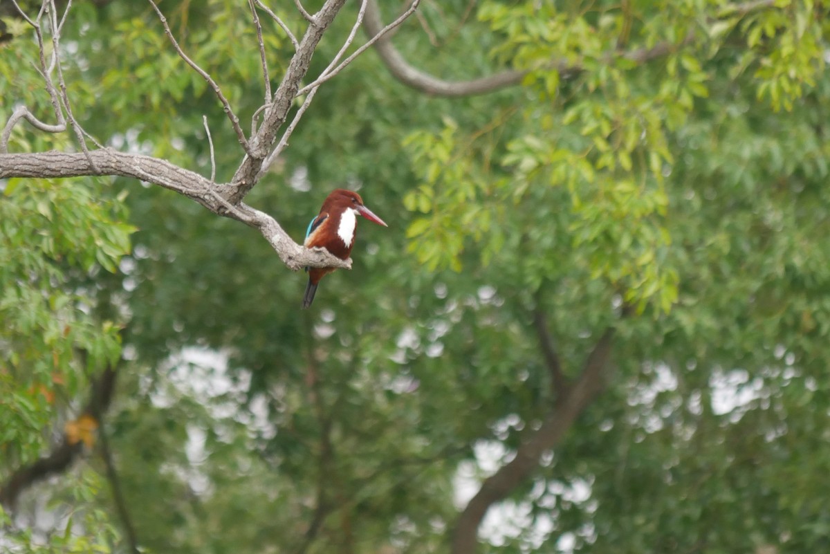 White-throated Kingfisher - Jian-Long(建龍) WU(吳)