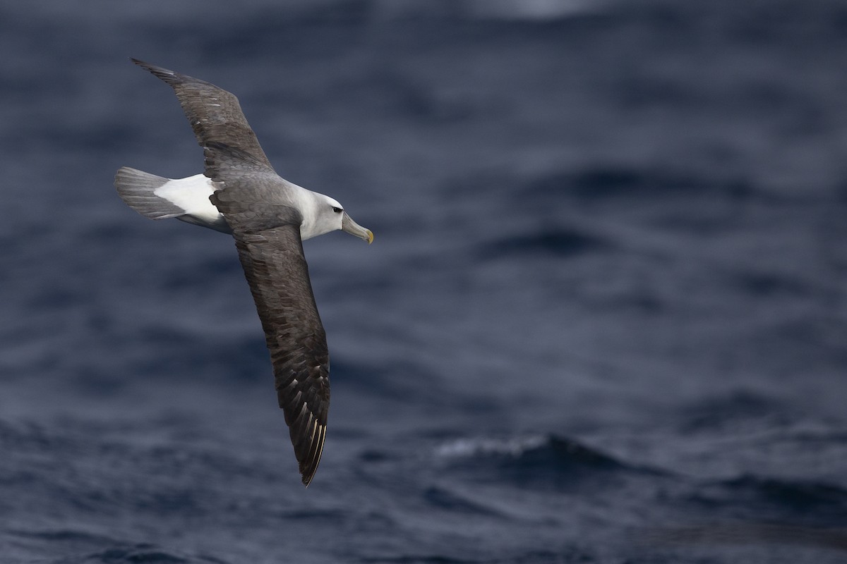 White-capped Albatross - ML299840181