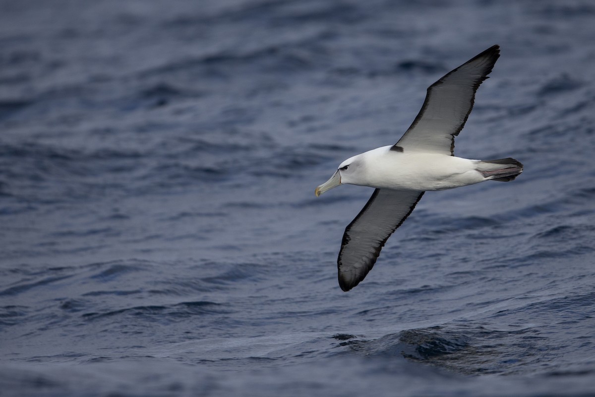 White-capped Albatross - Michael Stubblefield