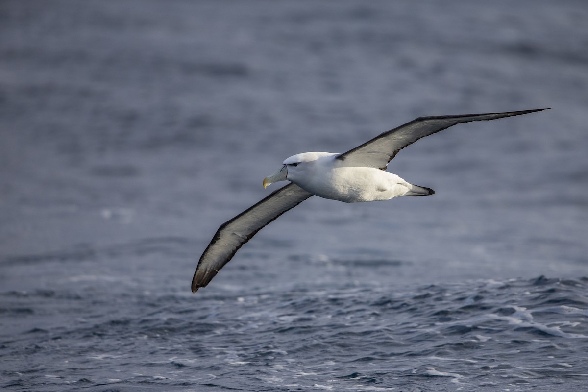 White-capped Albatross - ML299840201