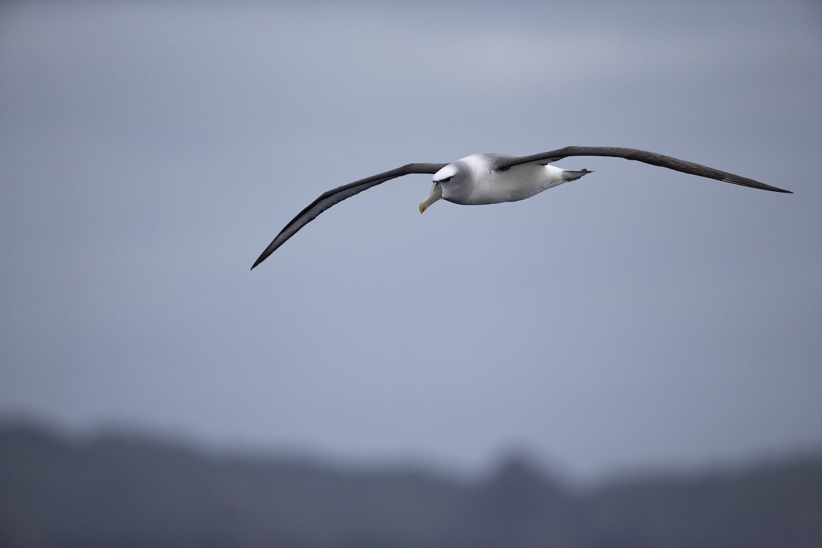 White-capped Albatross - Michael Stubblefield