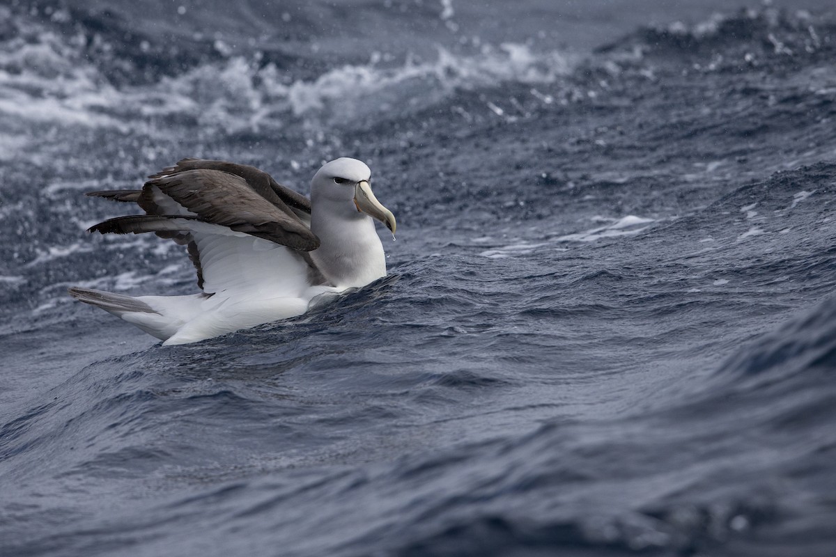 albatros snarský - ML299840251