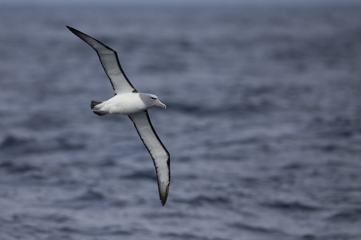 albatros snarský - ML299840271