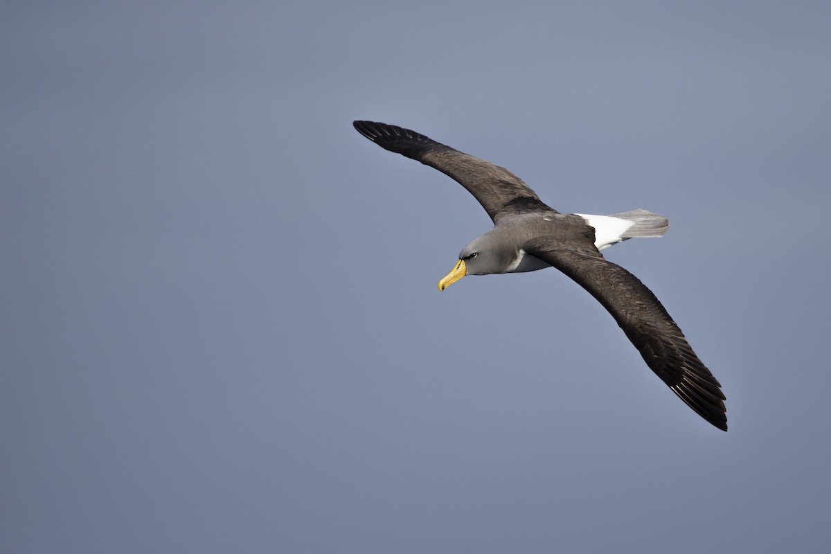 albatros chathamský - ML299840301