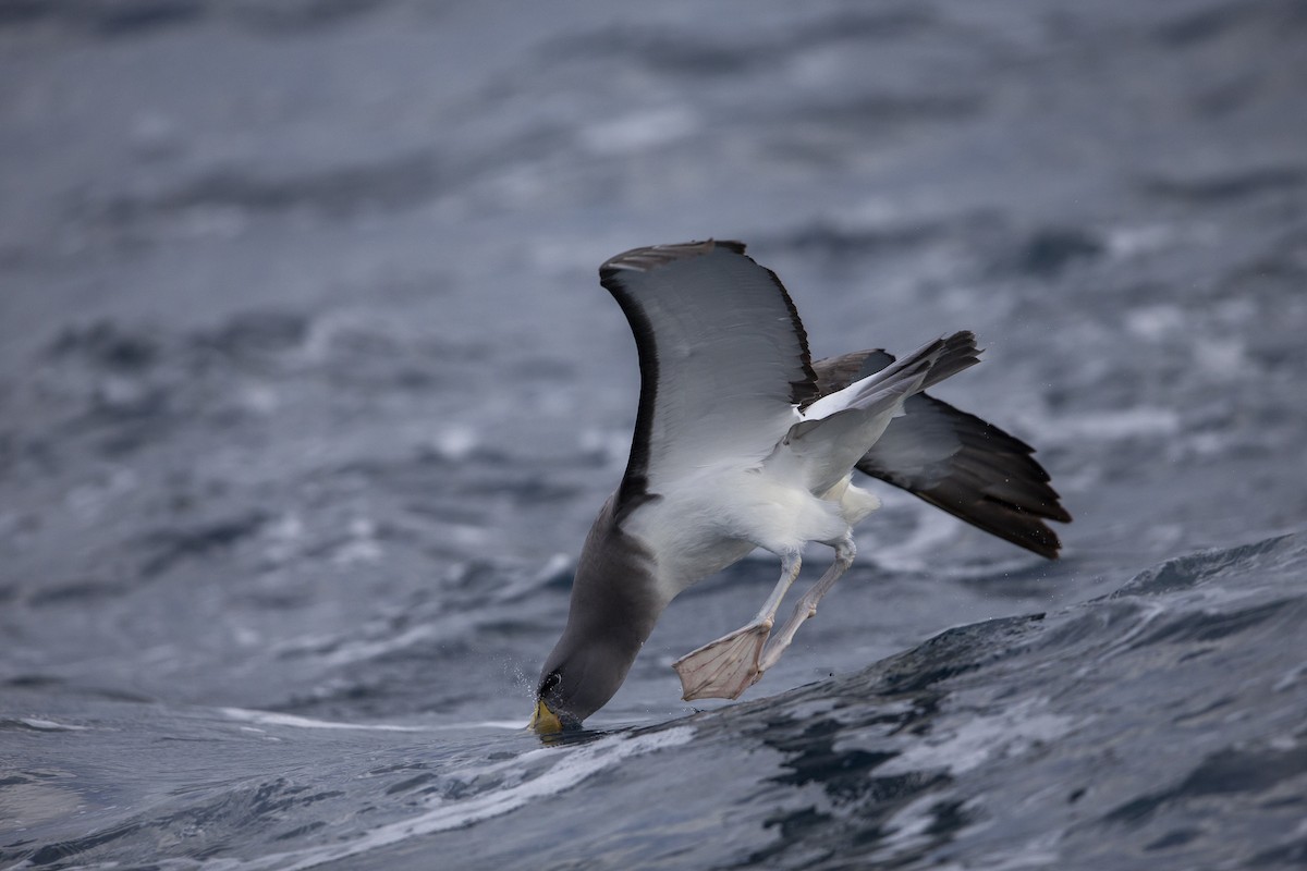 albatros chathamský - ML299840351
