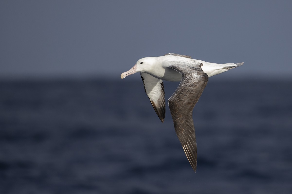 Southern Royal Albatross - Michael Stubblefield