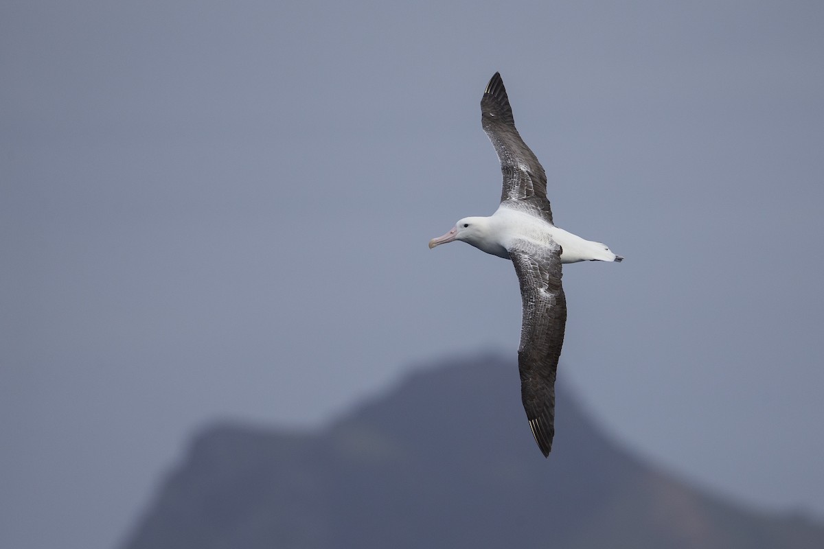 albatros královský - ML299840541