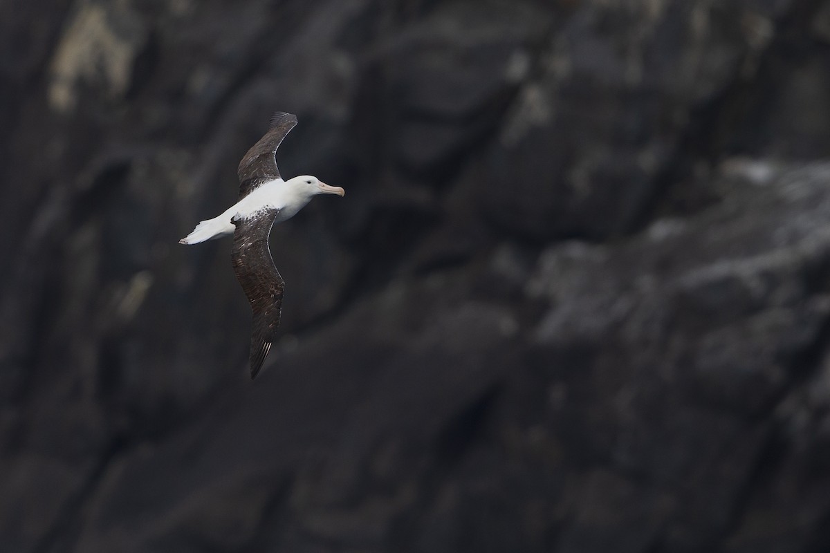 Northern Royal Albatross - Michael Stubblefield