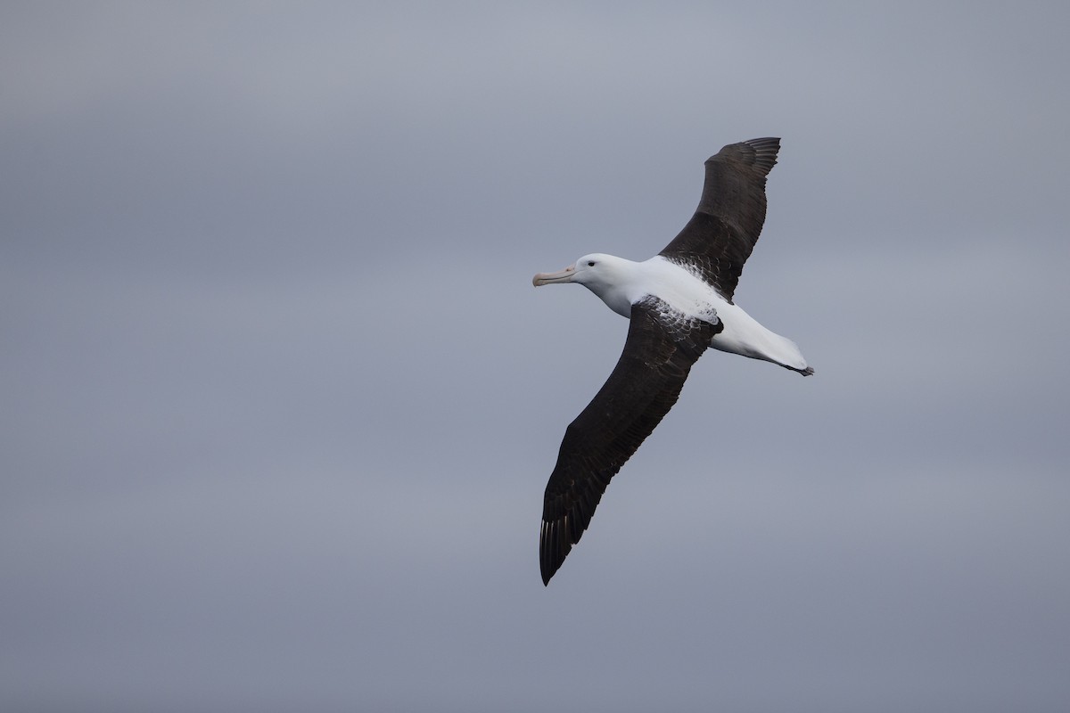 Northern Royal Albatross - Michael Stubblefield