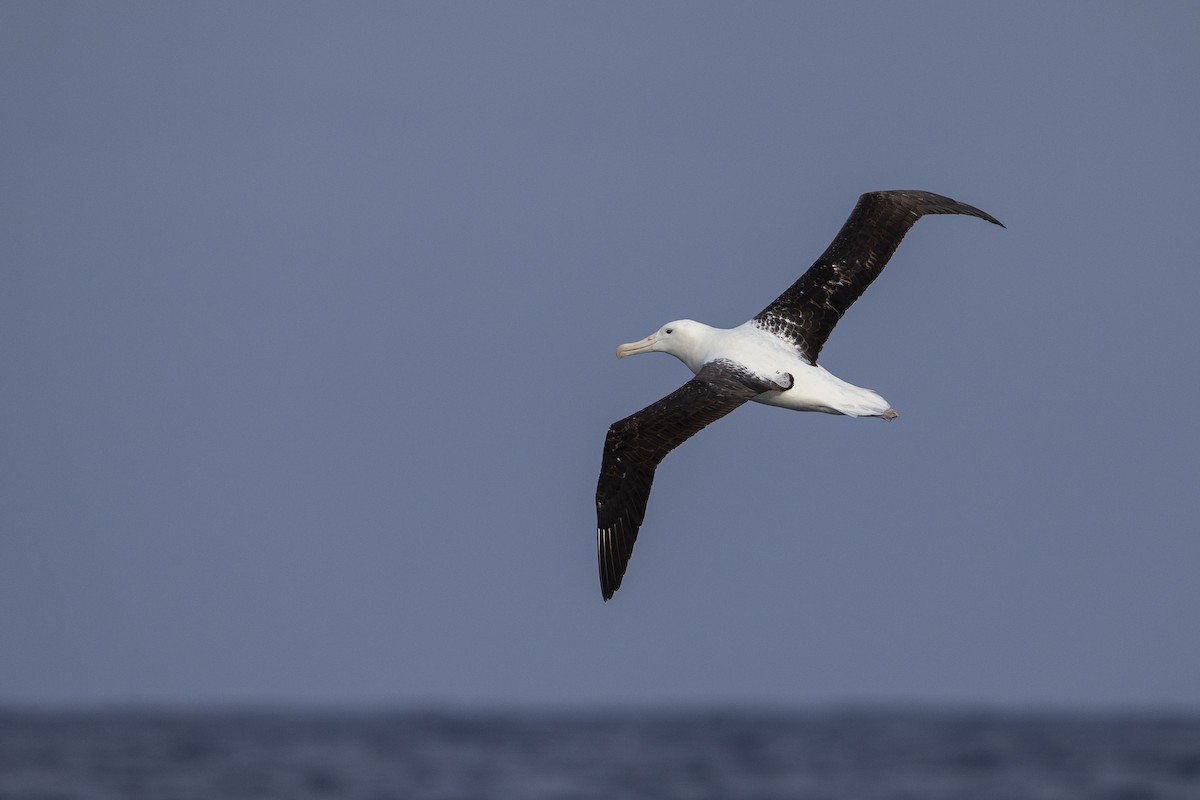 Northern Royal Albatross - ML299840691
