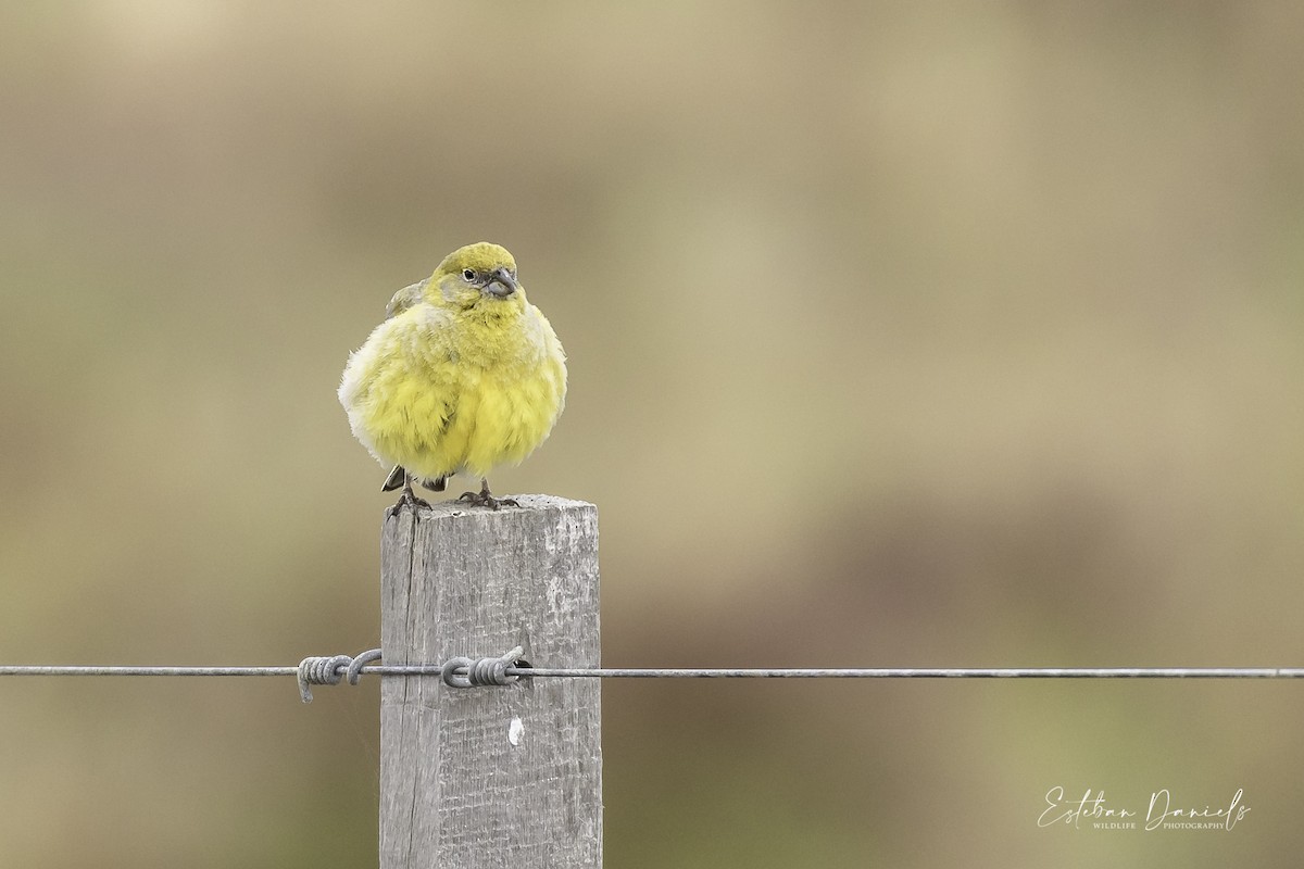 Patagonian Yellow-Finch - ML299844471
