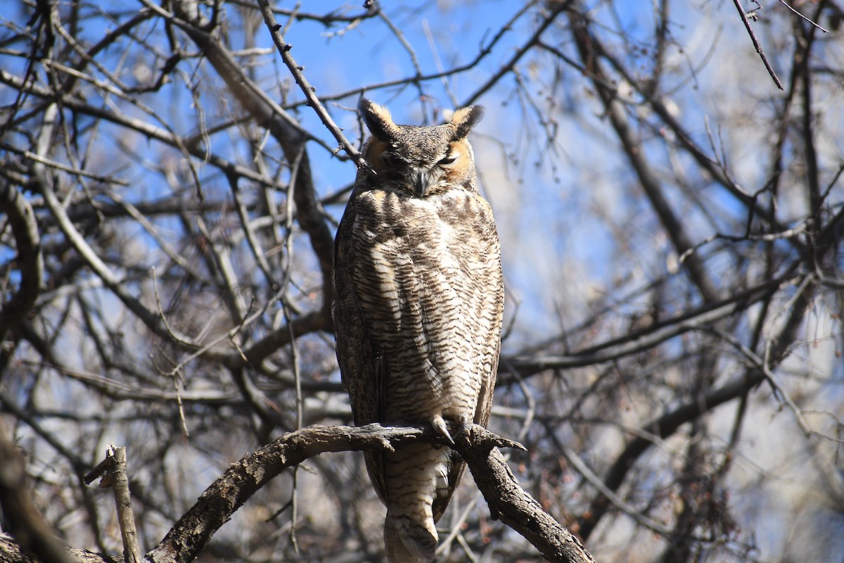 Great Horned Owl - ML299844511