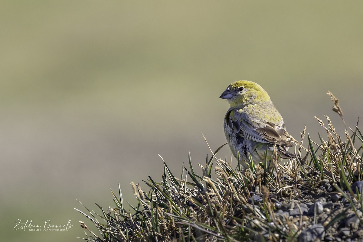 Patagonian Yellow-Finch - ML299845371