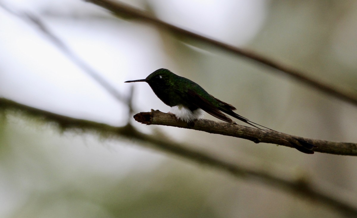 White-booted Racket-tail - ML299845841