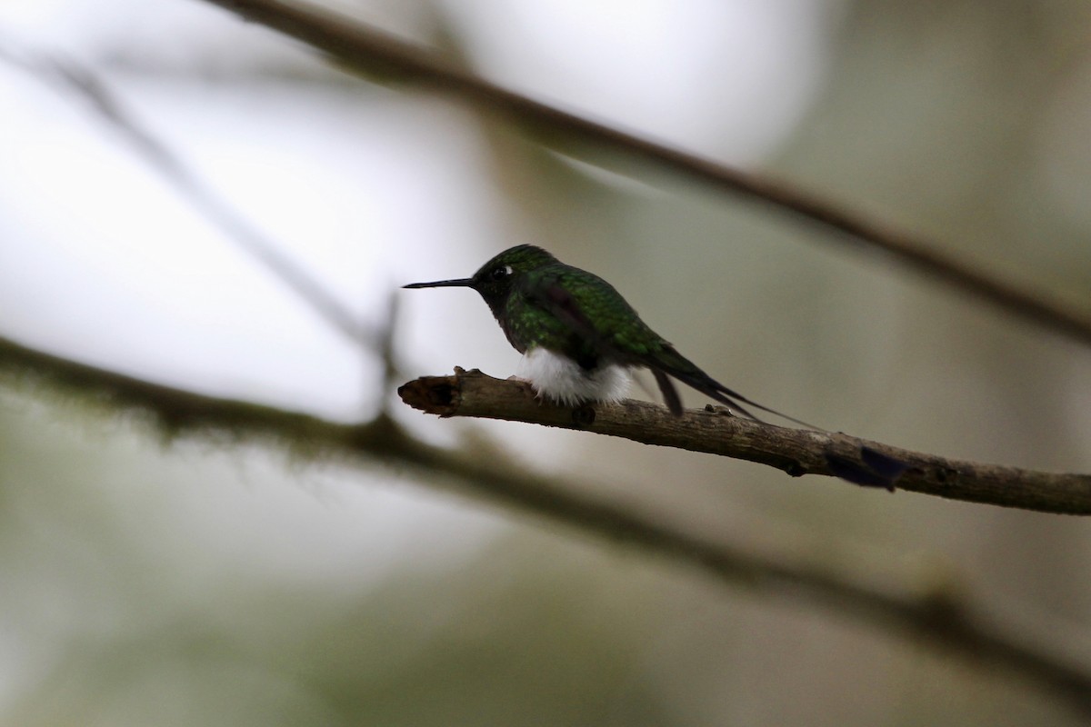 White-booted Racket-tail - ML299845871