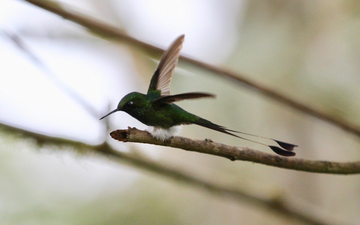 White-booted Racket-tail - ML299845901