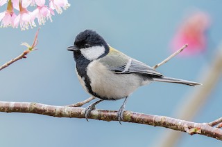 白頰山雀- eBird