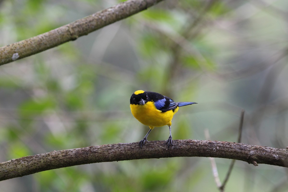 Blue-winged Mountain Tanager - ML299846991