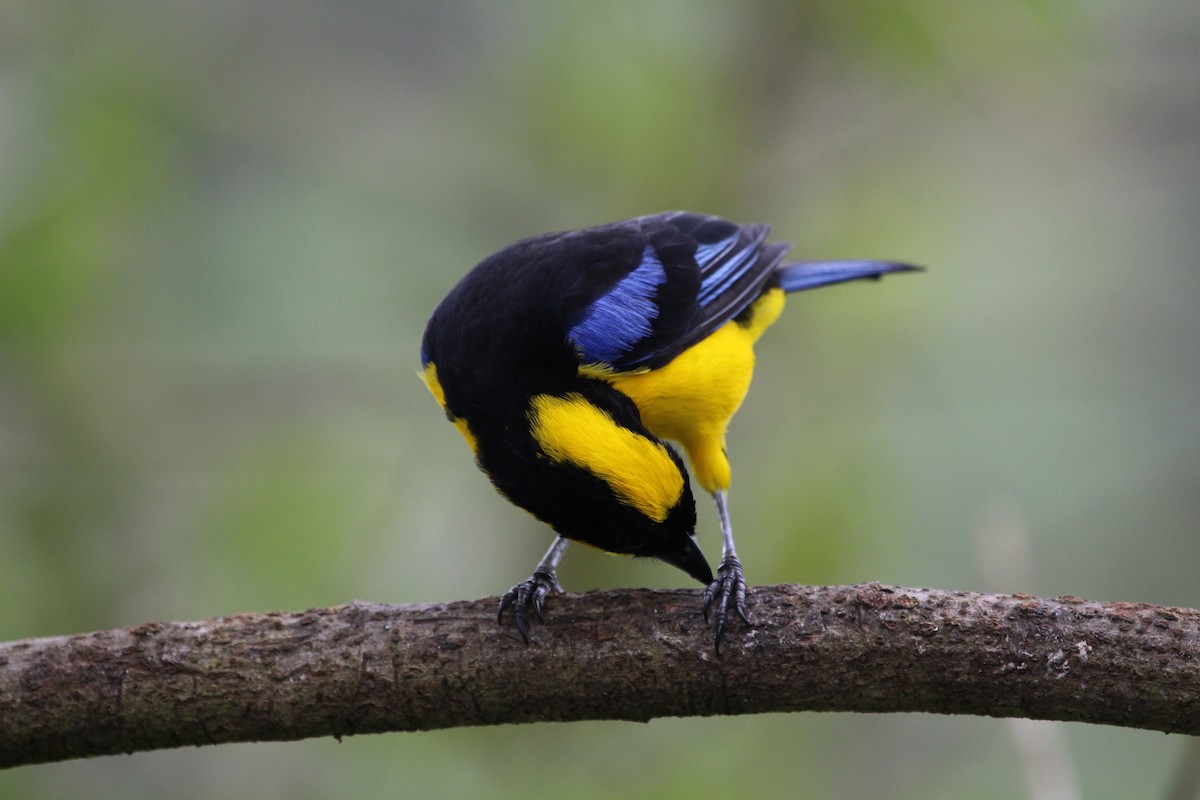 Blue-winged Mountain Tanager - ML299847011