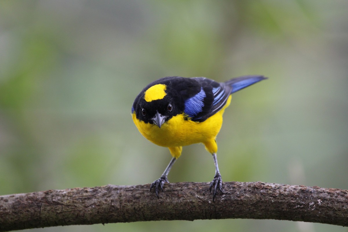 Blue-winged Mountain Tanager - ML299847021