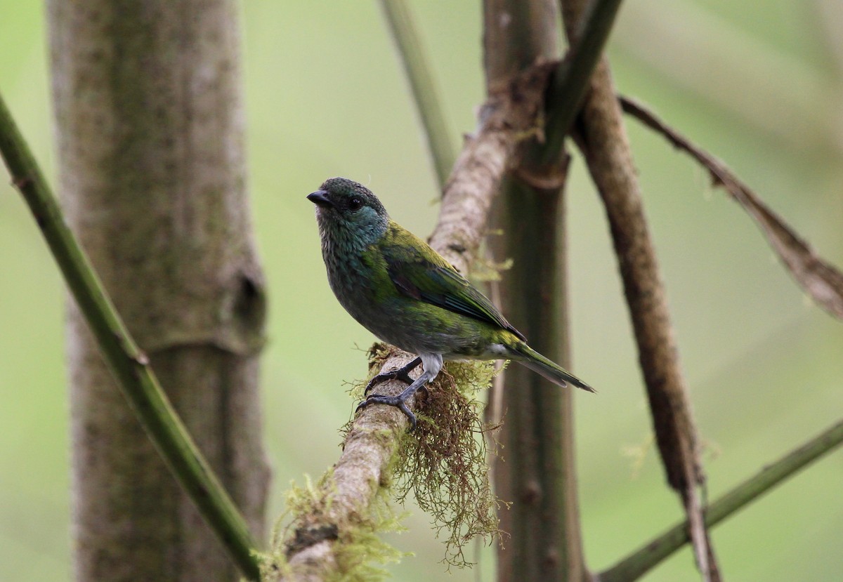 Black-capped Tanager - ML299847631