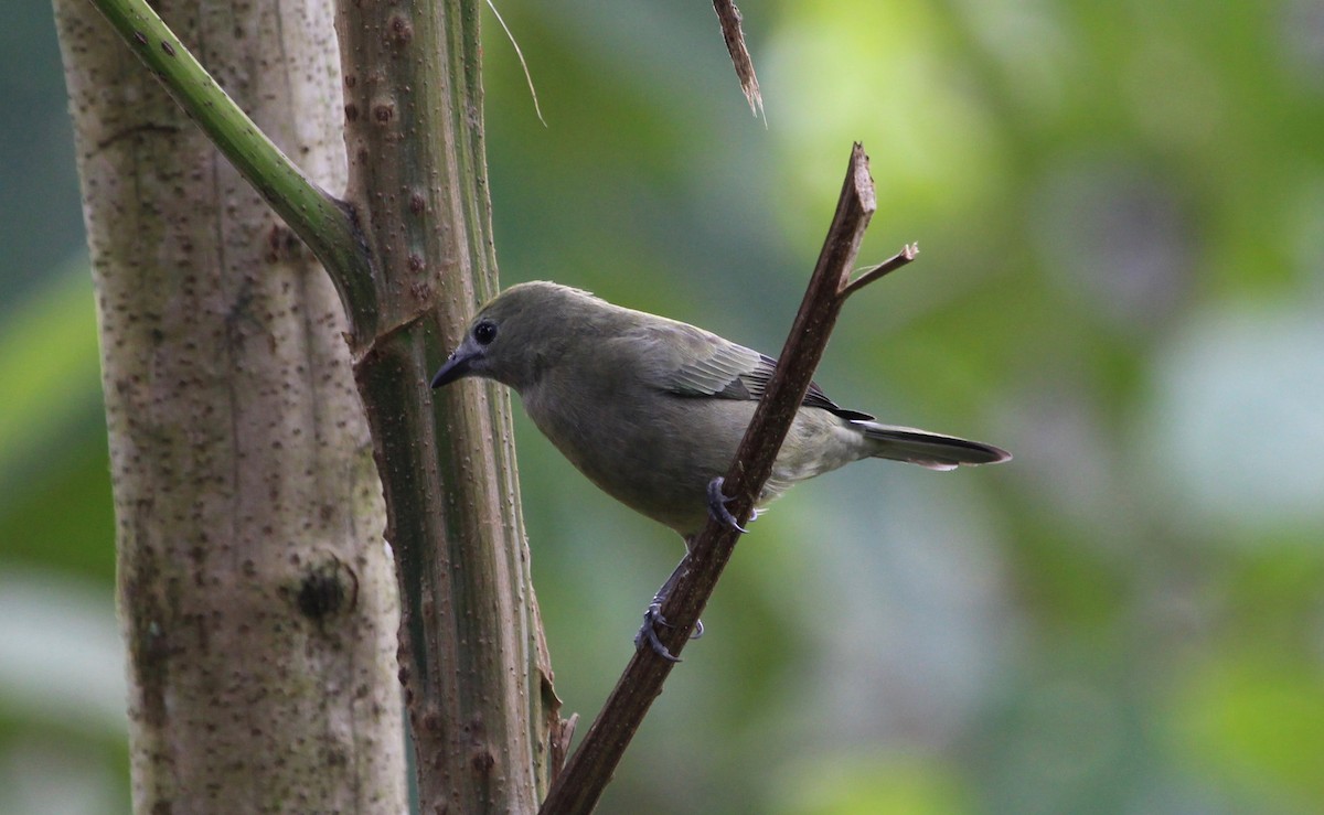 Palm Tanager - ML299847861