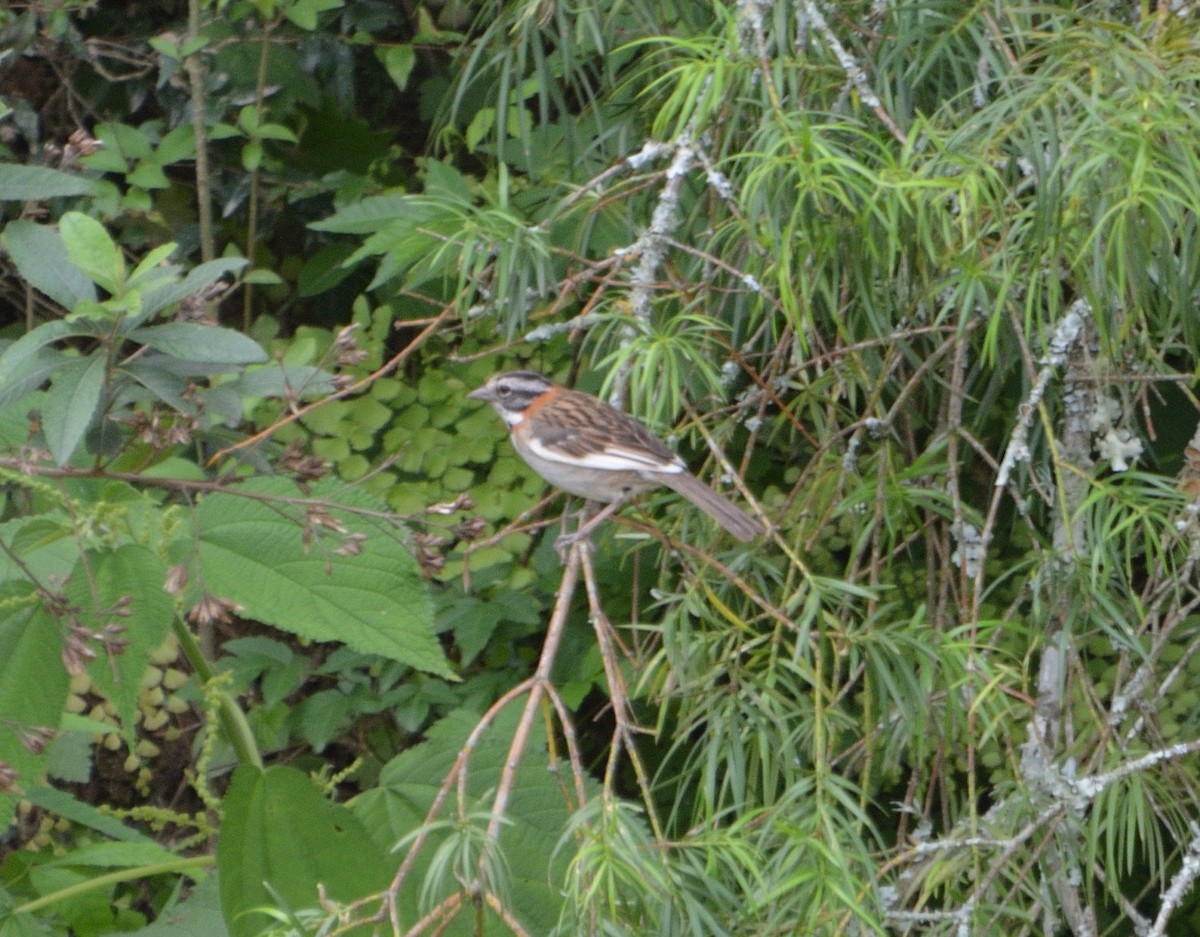 Rufous-collared Sparrow - ML299848081
