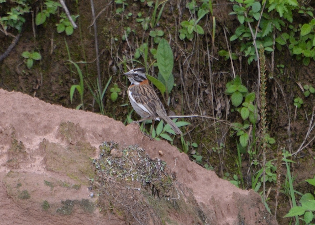 Rufous-collared Sparrow - ML299848121