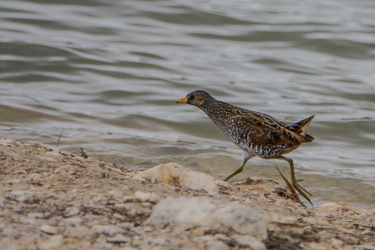 Spotted Crake - ML299848441