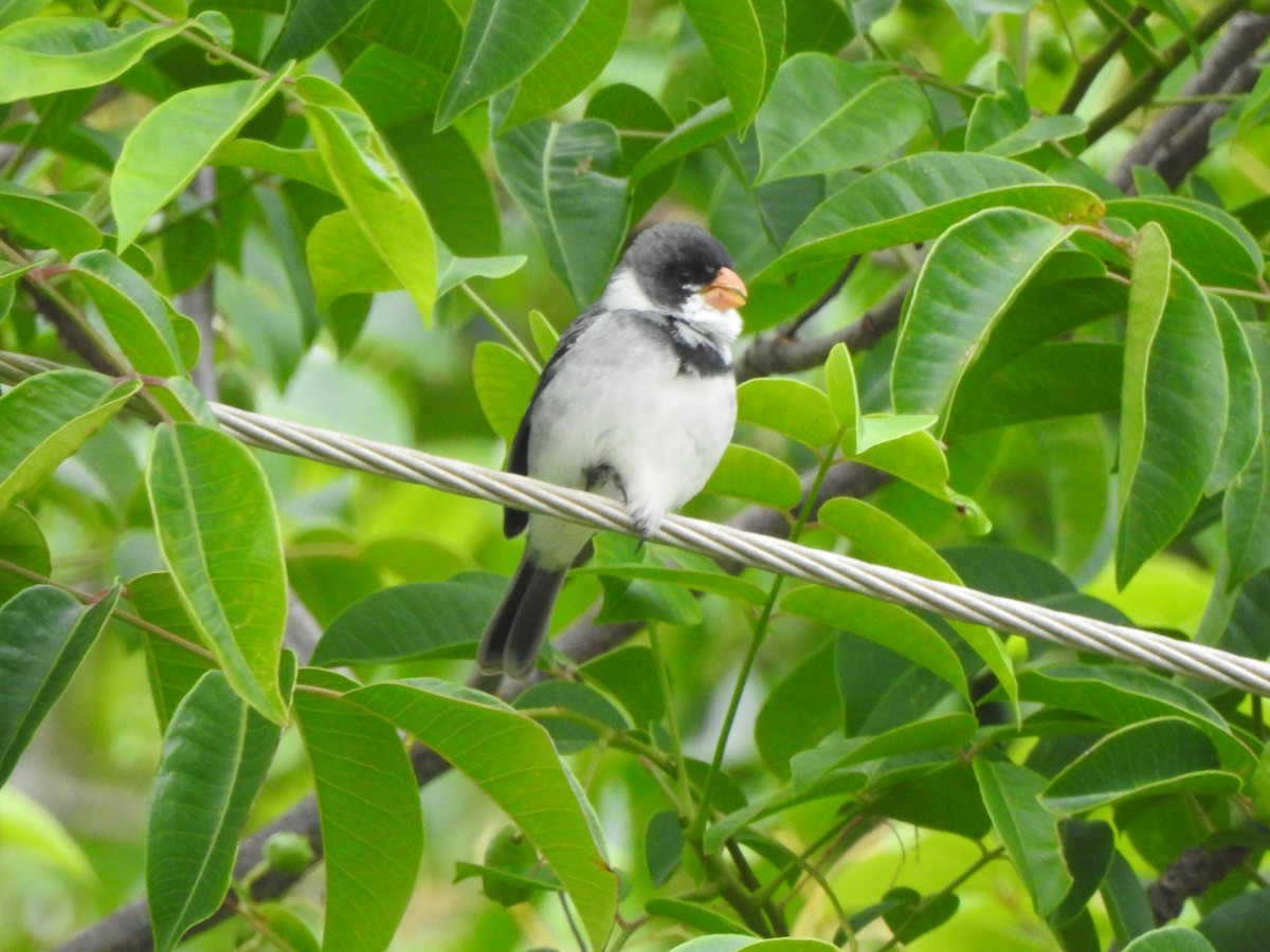 White-throated Seedeater - ML299849131