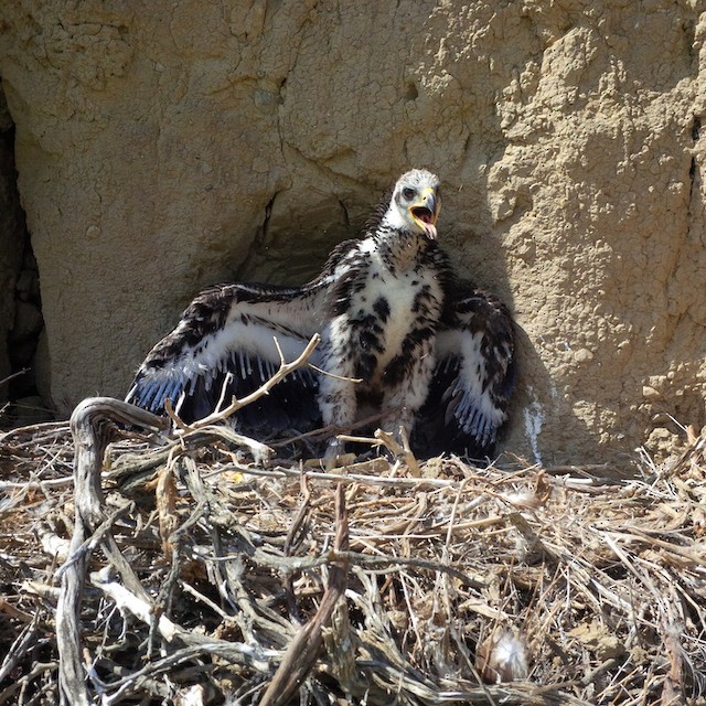 Nestling molting into Juvenile Plumage. - Golden Eagle - 