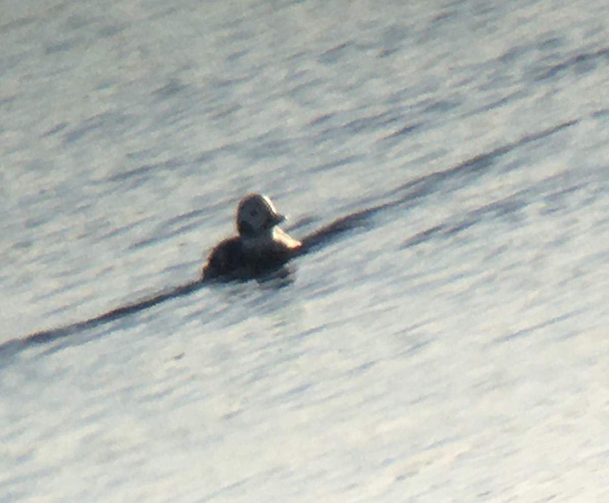 Long-tailed Duck - ML299857751