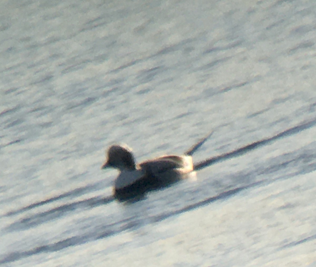 Long-tailed Duck - ML299857771