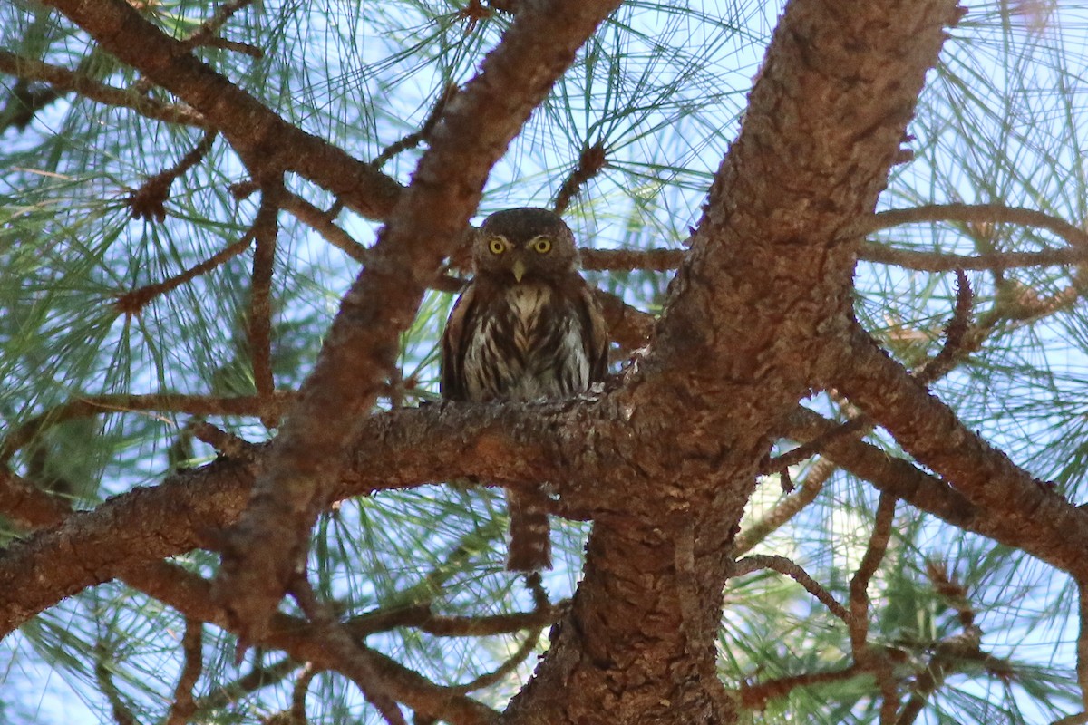 Northern Pygmy-Owl (Mountain) - ML29986081