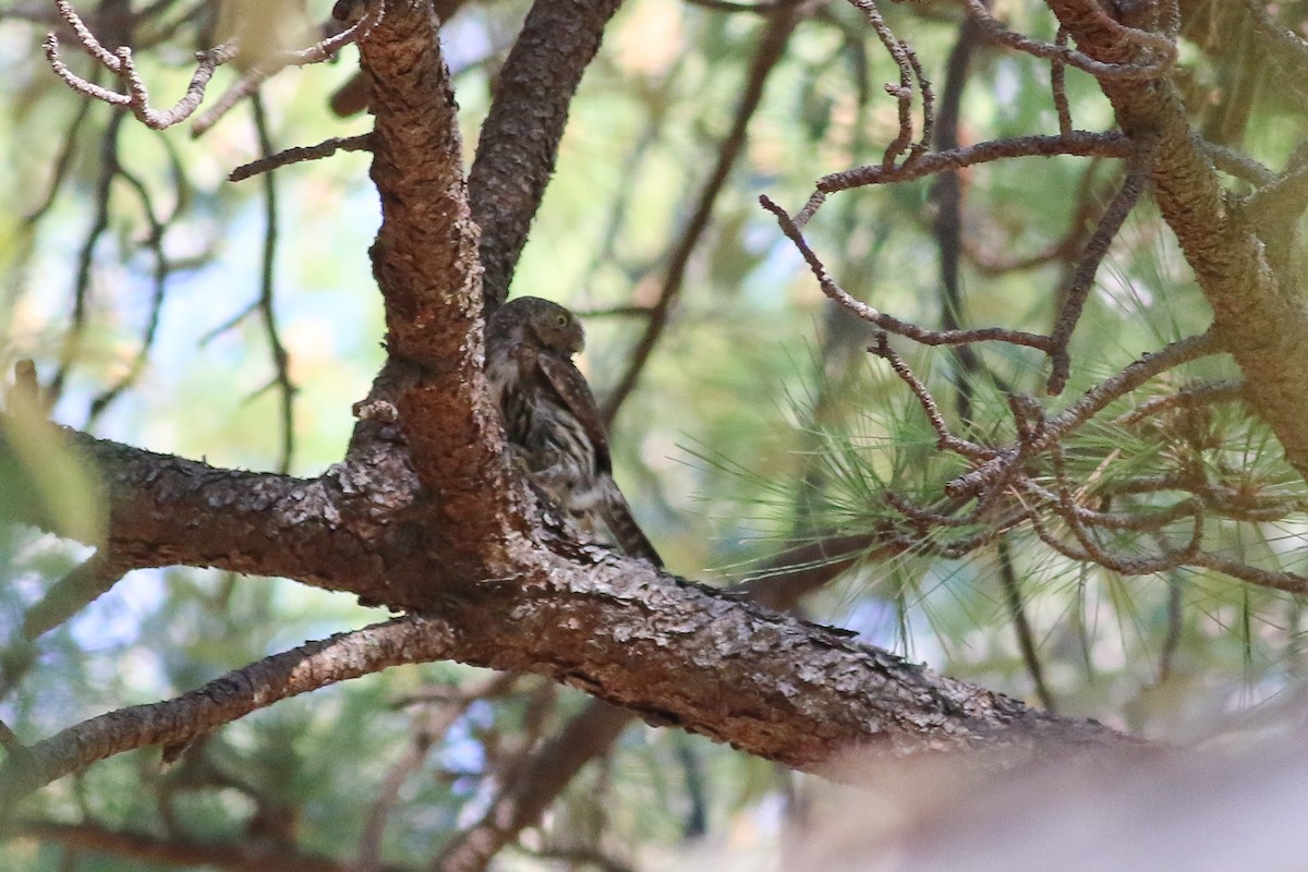 Northern Pygmy-Owl (Mountain) - ML29986091