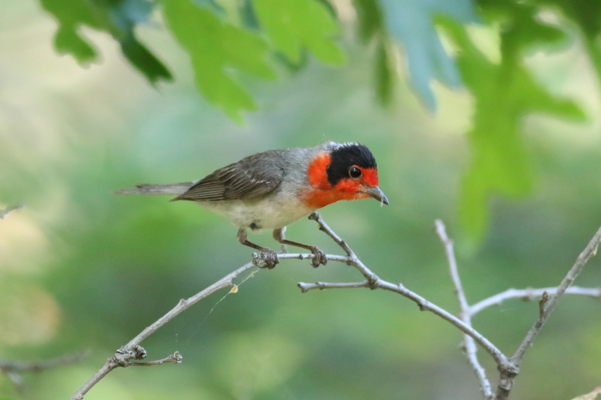 Red-faced Warbler - Thomas Ford-Hutchinson