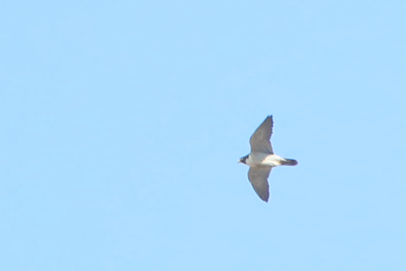 Peregrine Falcon (Eurasian) - ML299866951