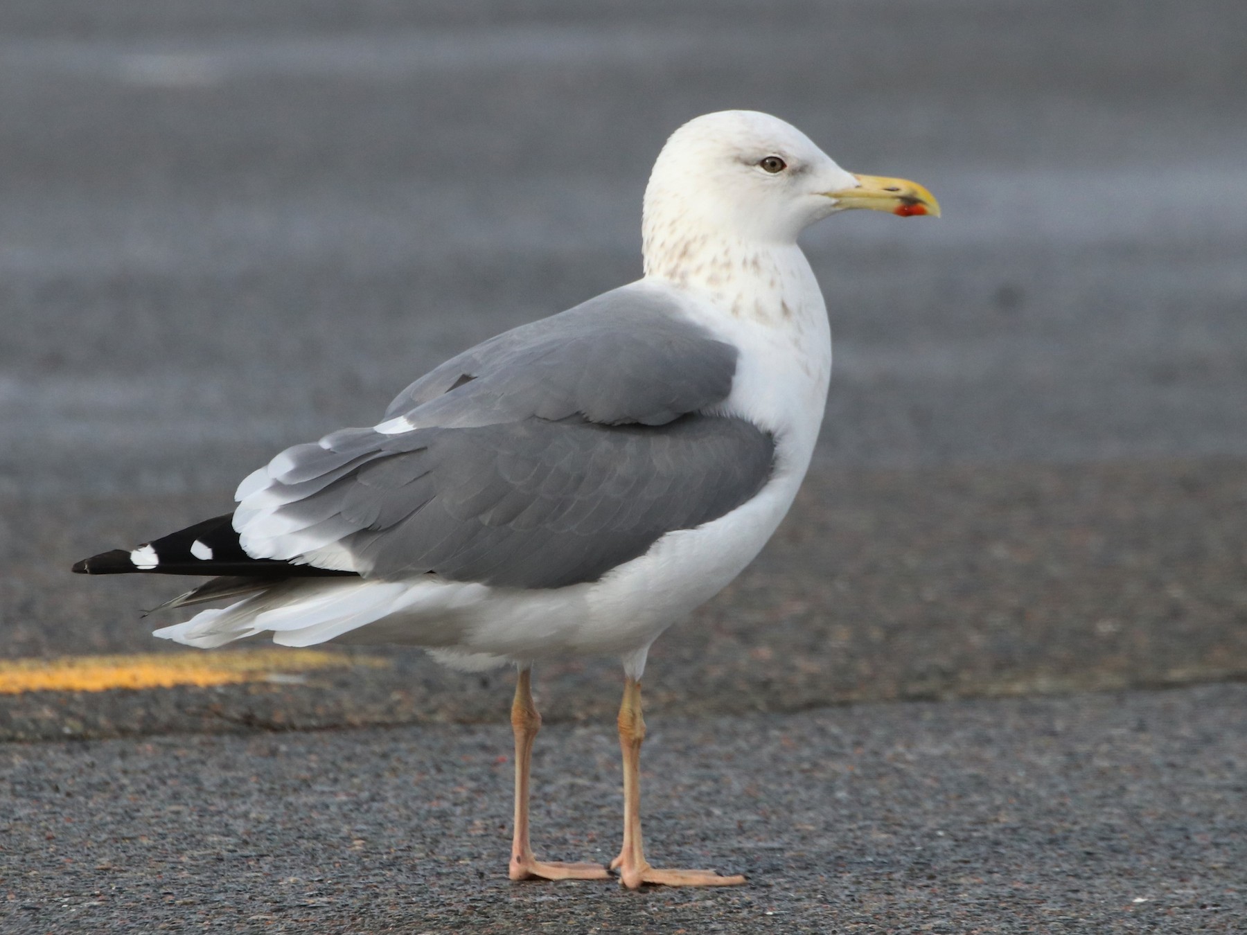 Lesser Black-backed Gull - Ken McKenna