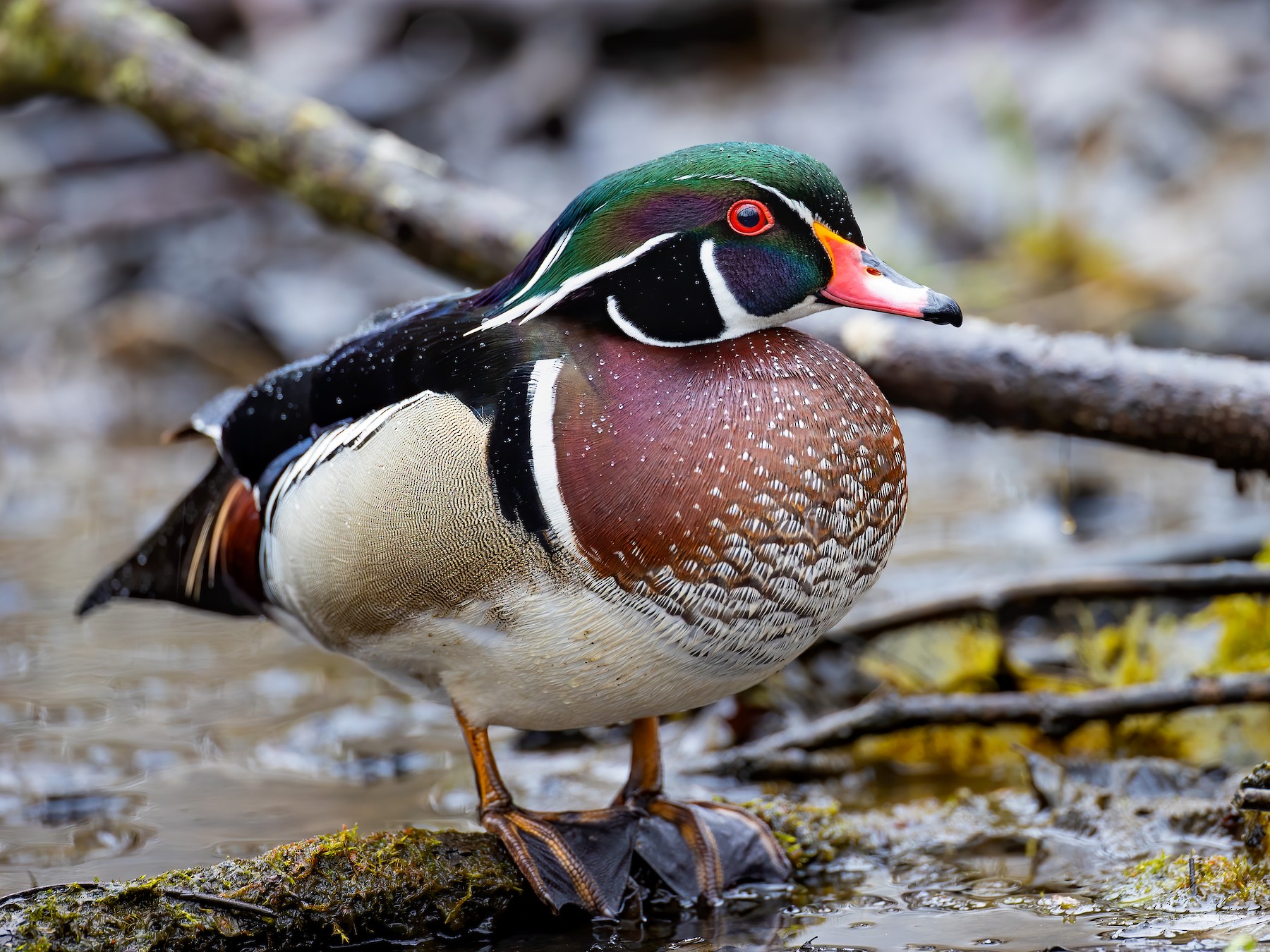 SIFFLET APPEAU OISEAU CANARD BOIS BAMBOU ARTISANAT whistle duck