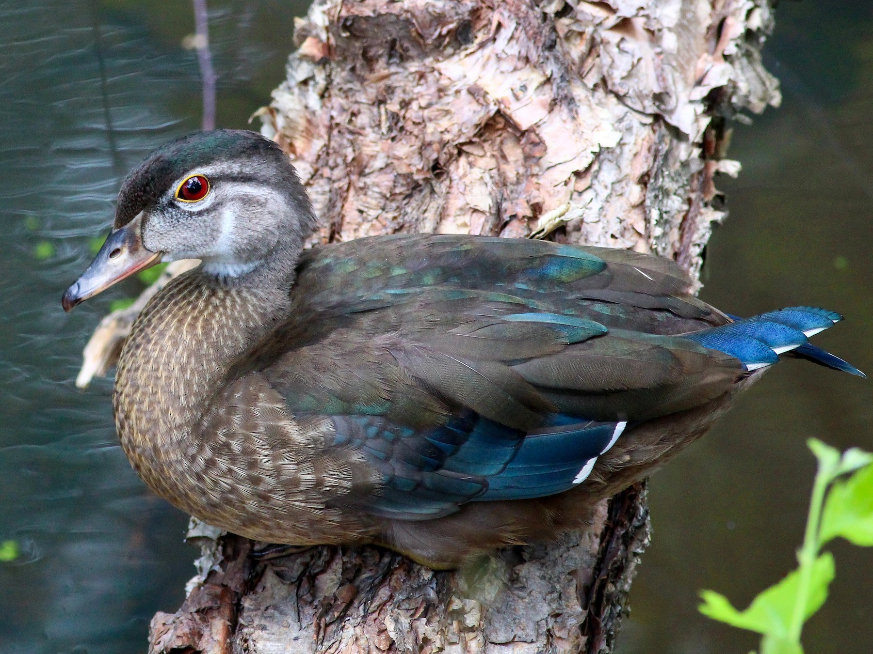 SIFFLET APPEAU OISEAU CANARD BOIS BAMBOU ARTISANAT whistle duck