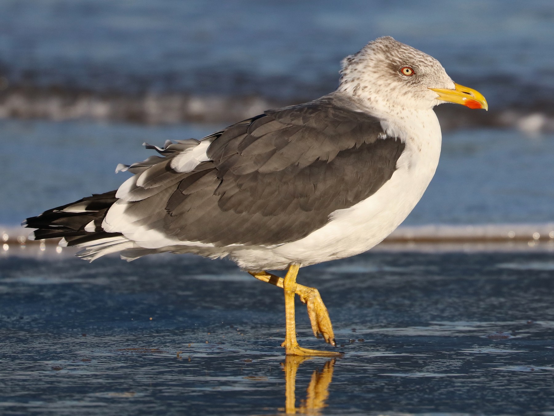 Lesser Black Backed Gull Juvenile