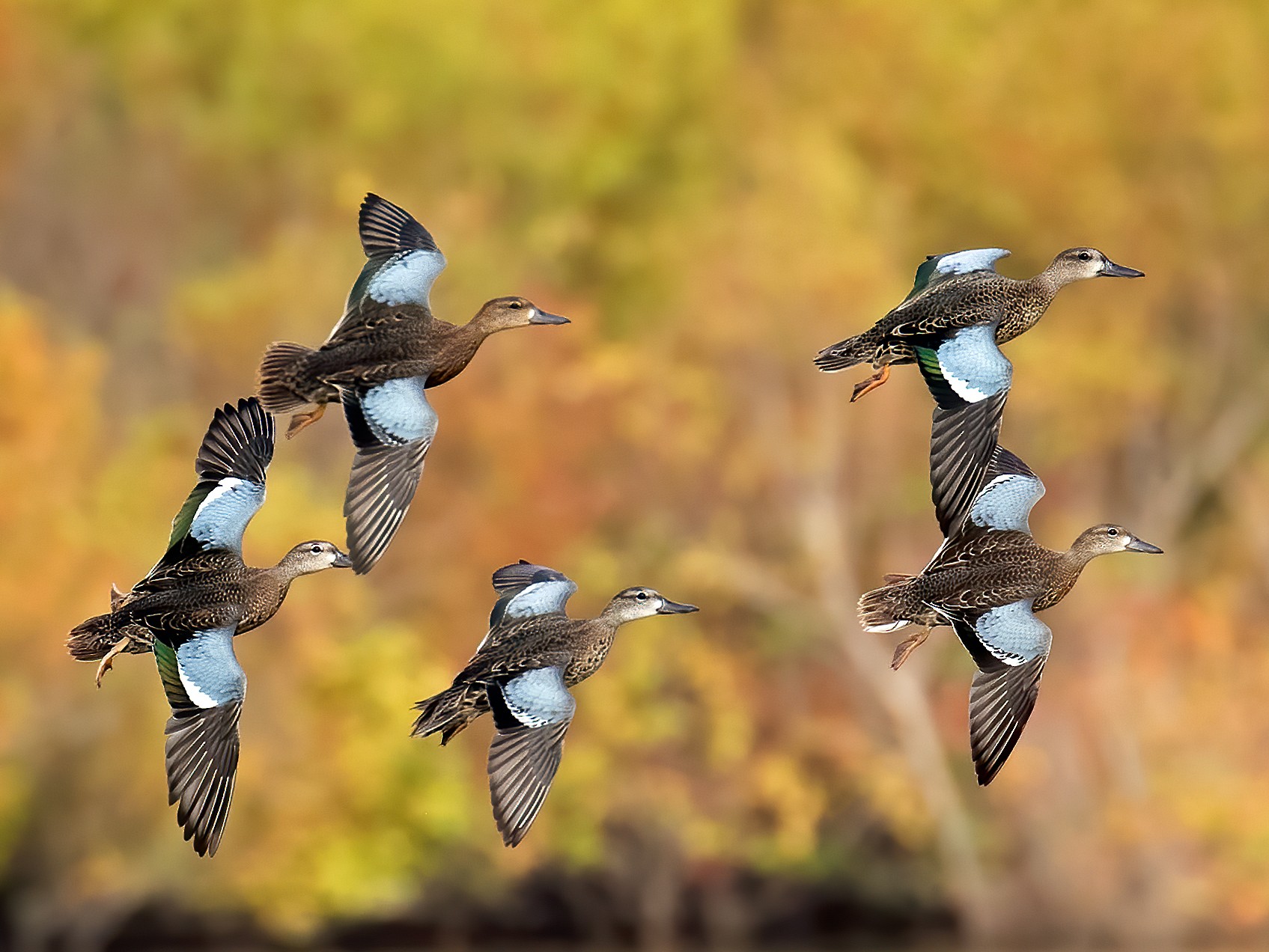 Blue-winged Teal - Bob Howdeshell