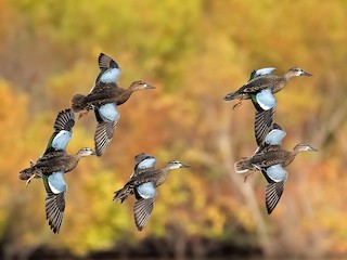 非繁殖期の成鳥／未成鳥 - Bob Howdeshell - ML299870041