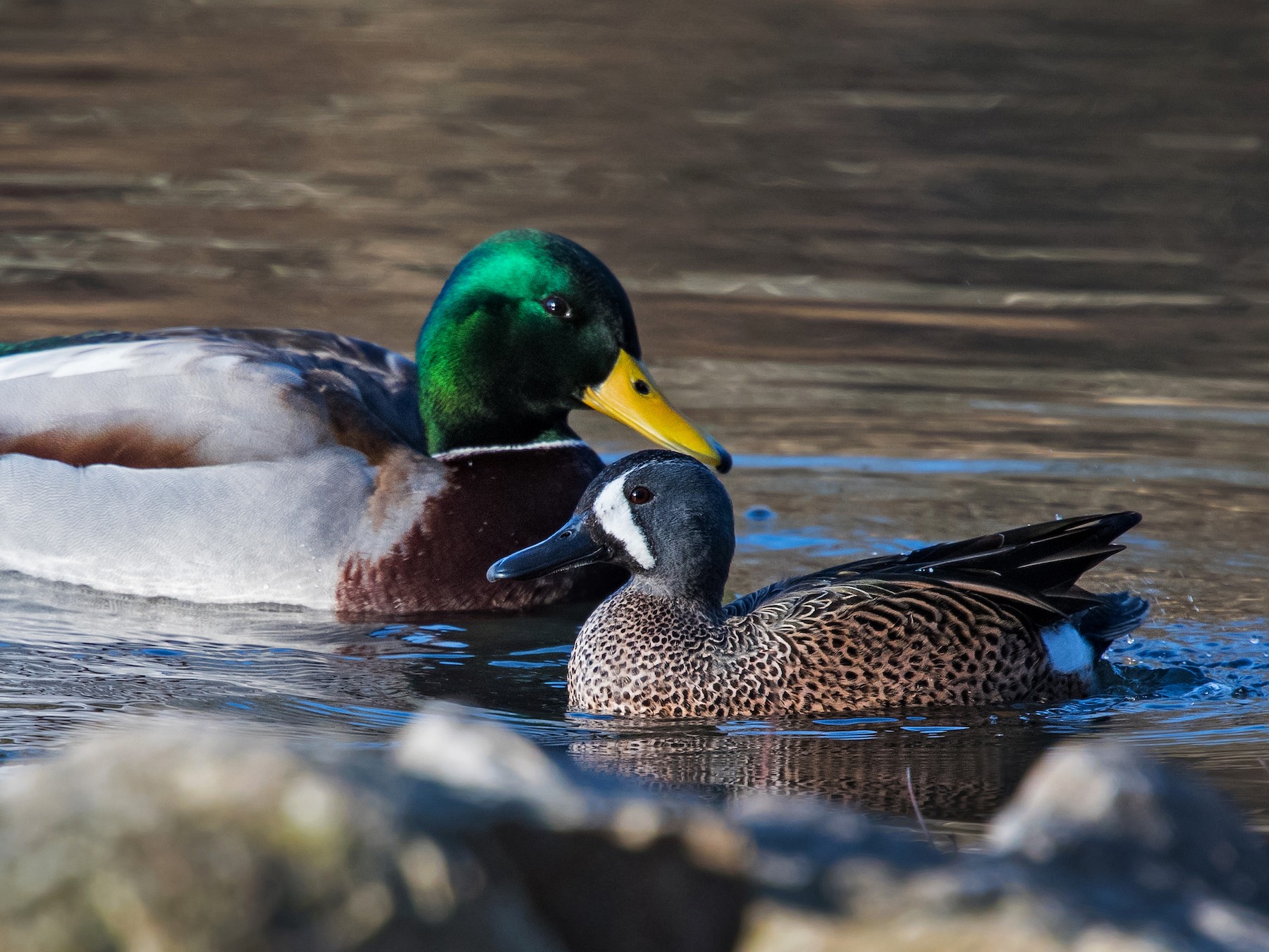 blue teal duck