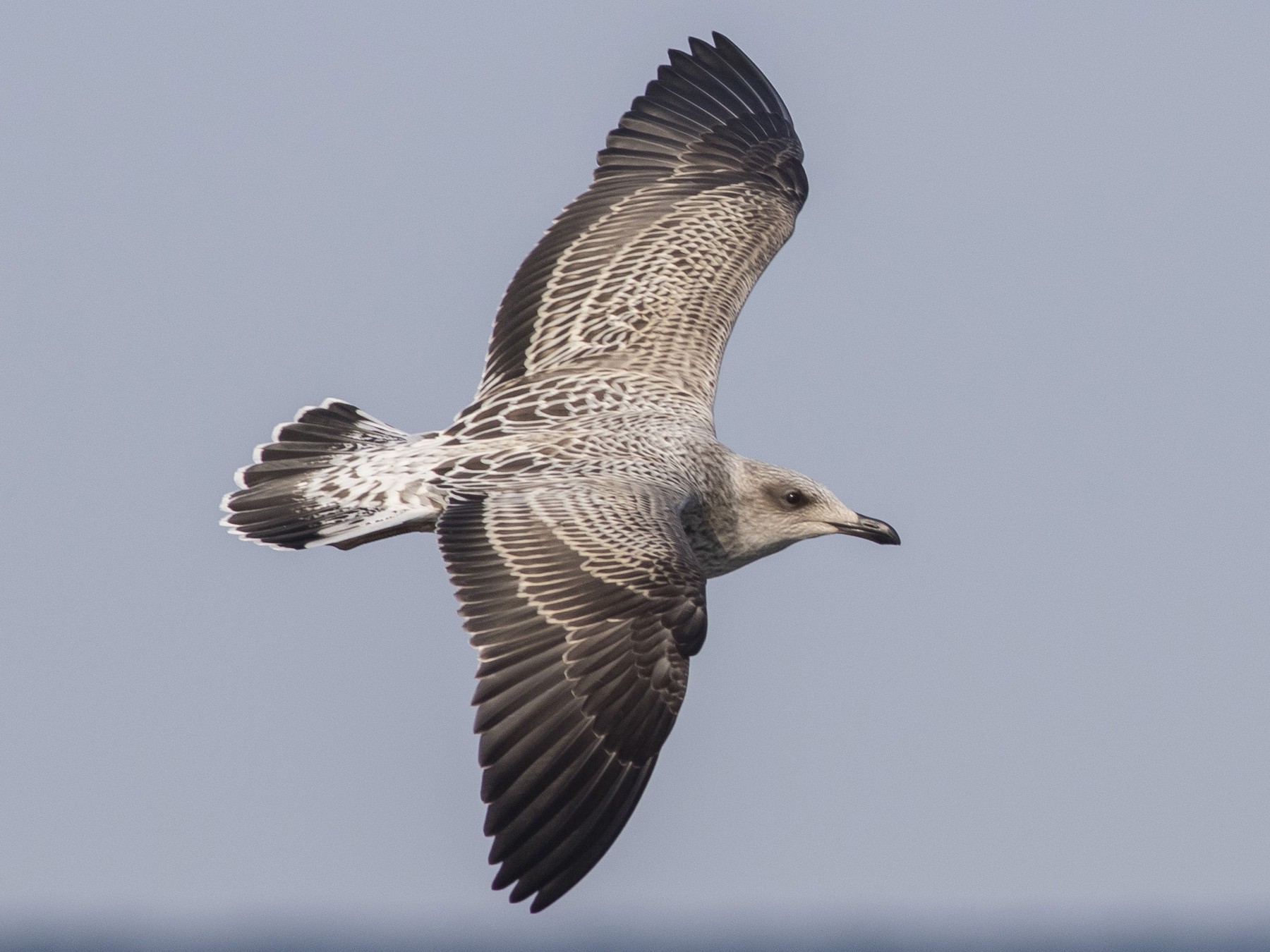 Lesser Black-backed Gull - Caleb Putnam