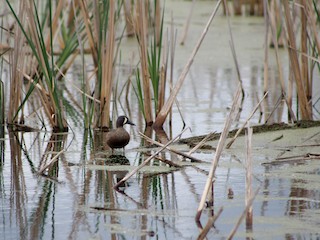 雄鳥 - K Novotny - ML299871761