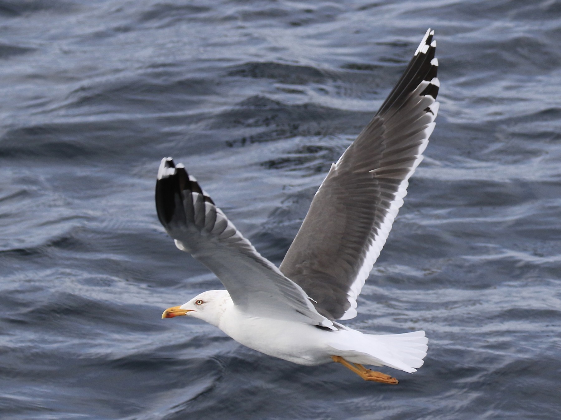 Lesser Black-backed Gull - Thomas Doebel