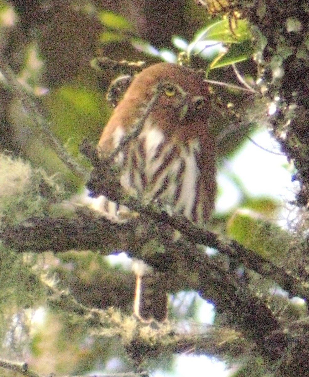 Northern Pygmy-Owl (Mountain) - Larry Sirvio