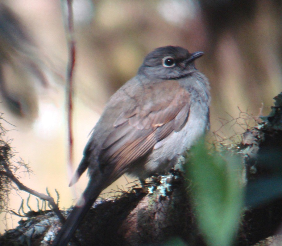 Brown-backed Solitaire - ML299878531