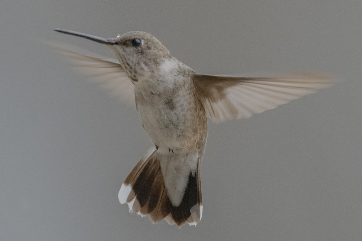 Black-chinned Hummingbird - ML299883441
